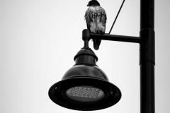 Hawk and Sky